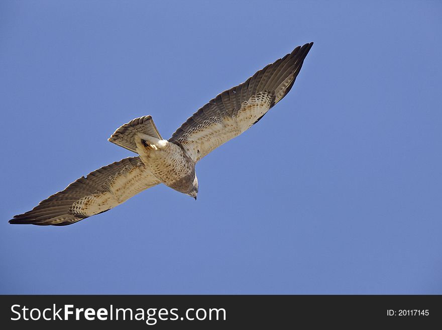 Swainson Hawk in flight with under belly Canada