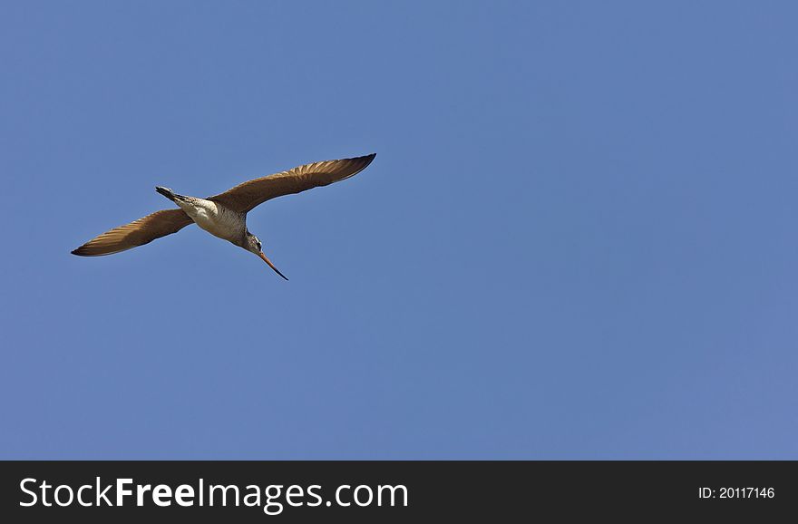 Godwit In Flight