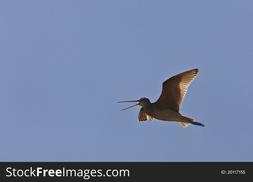 Godwit in flight