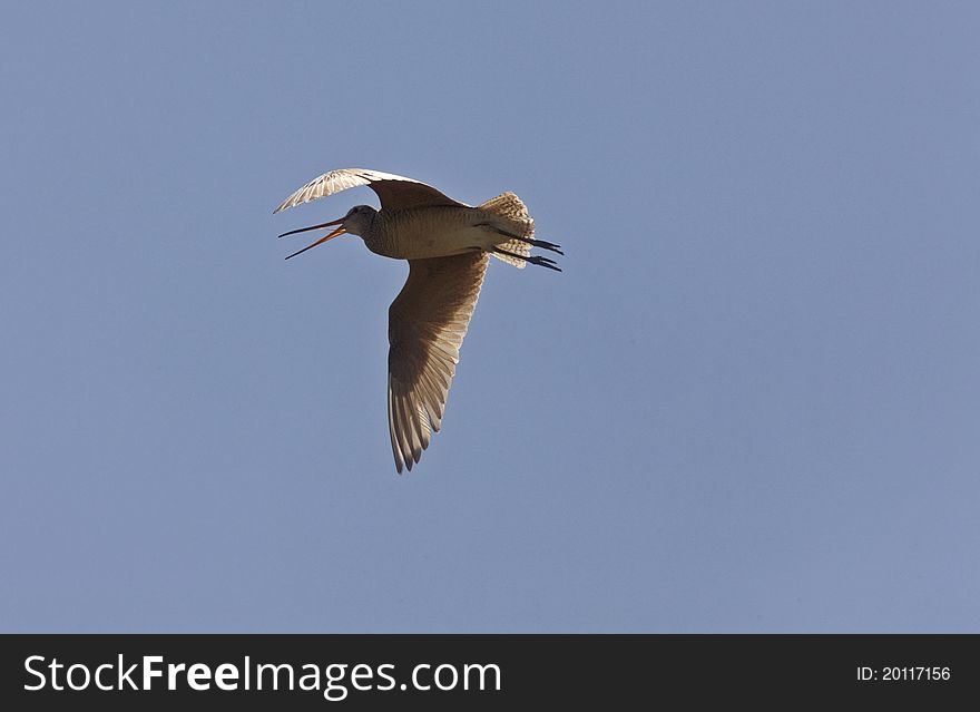 Godwit In Flight