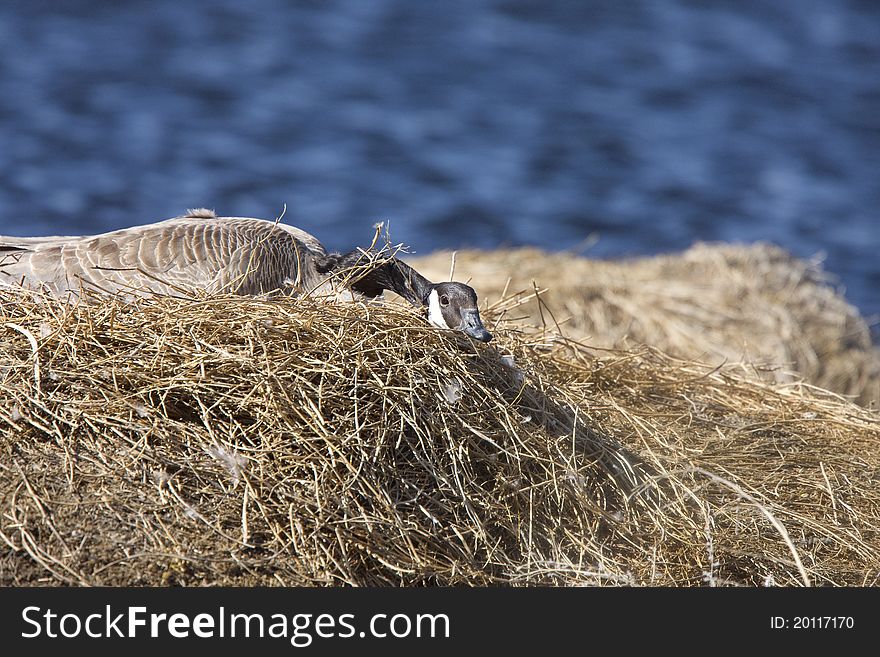 Canada Goose in Nest in Saskatchewan Canada