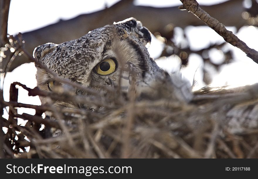 Great horned owl in nest