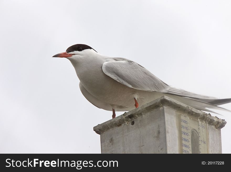 Common Tern perched in Saskatchewan Canada