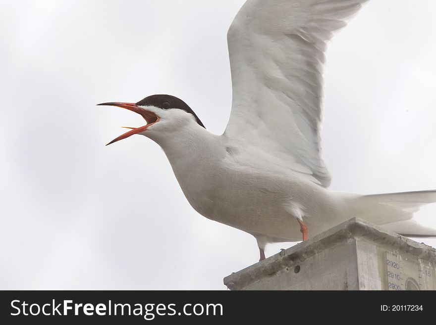 Common Tern perched in Saskatchewan Canada