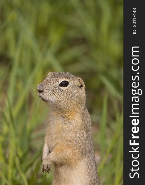 Richardson ground squirrel standing on alert Canada