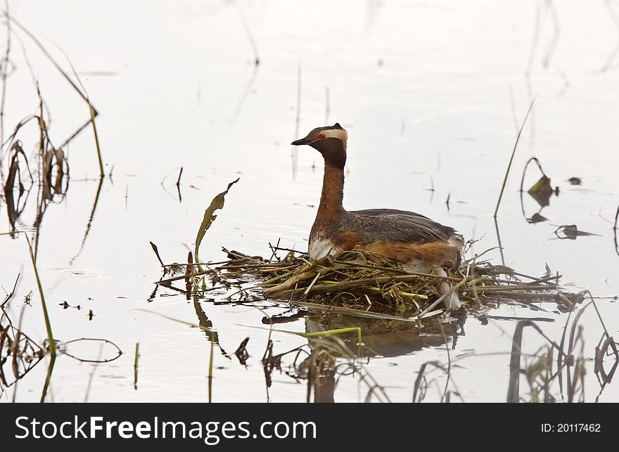 Horned Grebe in Saskatchewan Canada