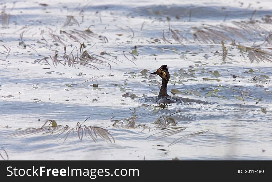 Eared Grebe