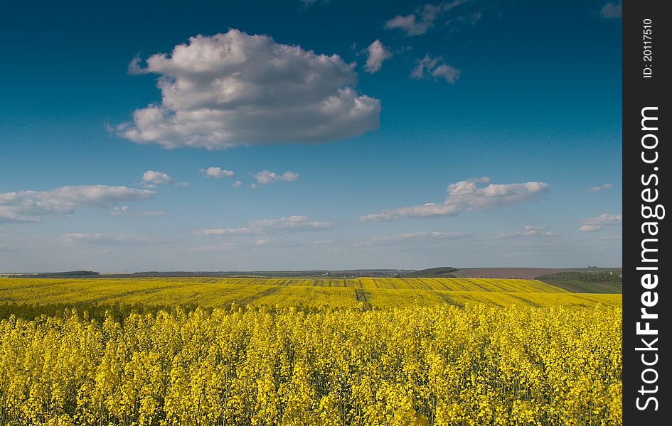 Bright yellow fields of against a background of blue sky. Bright yellow fields of against a background of blue sky