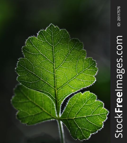 Backlit Oak Leaf