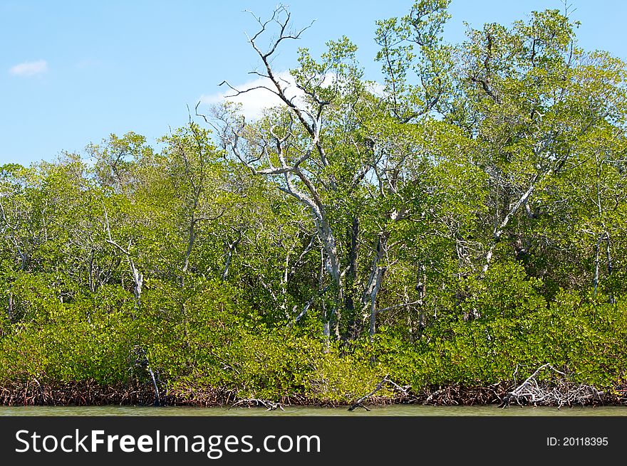 Mangroves And Trees On Canal