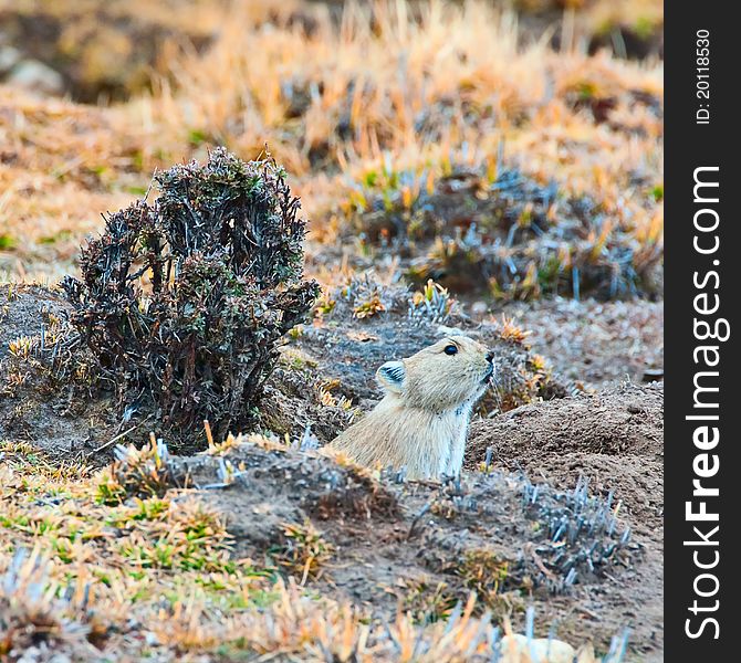 In the highlands pasture life marmots