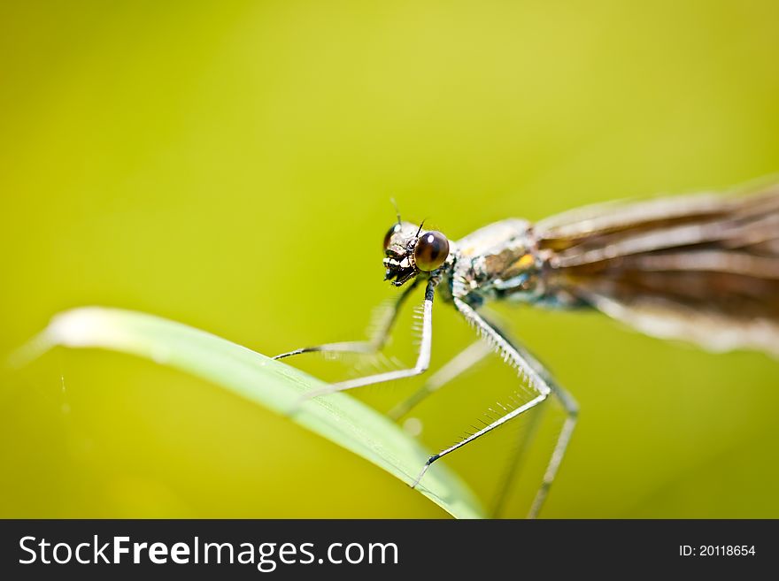 Damselfly Calopteryx Virgo closeup