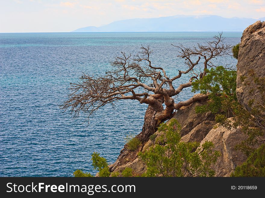 The dried wood with sinuous branches on a cliff on the background of the Black Sea, Crimea, Novy Svet. The dried wood with sinuous branches on a cliff on the background of the Black Sea, Crimea, Novy Svet