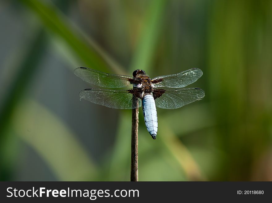 Dragonfly blue Libellula Depressa with beautiful spread wings, resting on small branch. Dragonfly blue Libellula Depressa with beautiful spread wings, resting on small branch