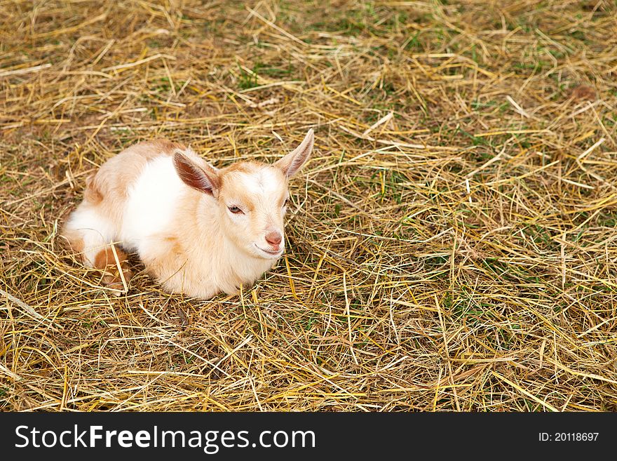 Kid goat photographed in straw at local farm. Kid goat photographed in straw at local farm