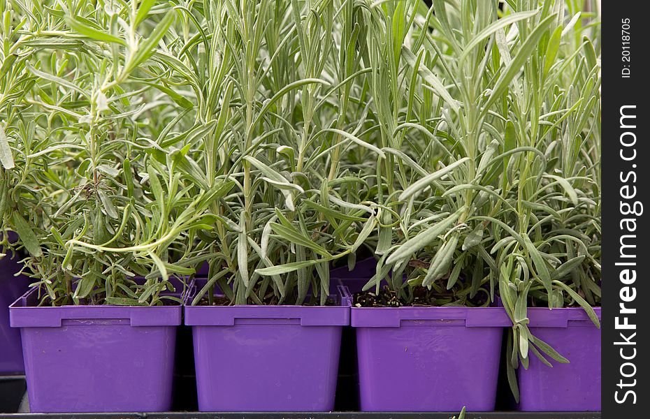 Close up of Lavender plants in purple containers