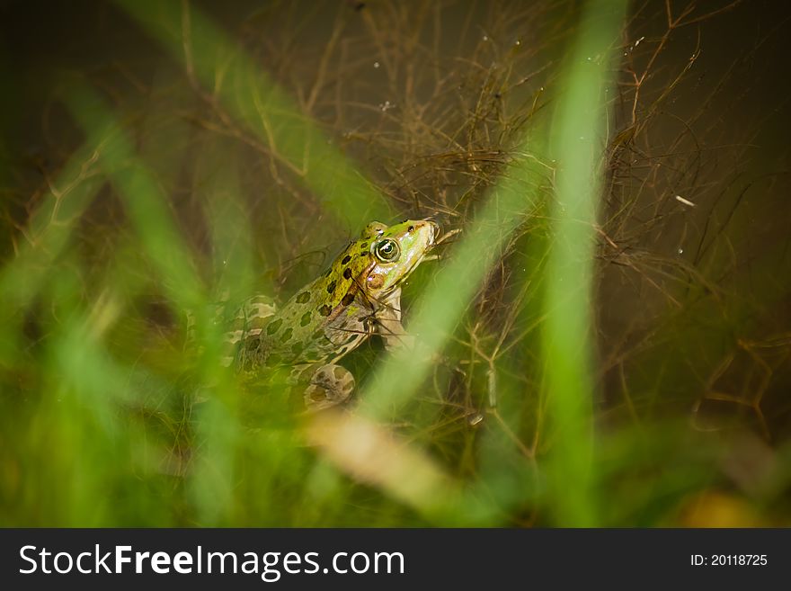 Green leopard frog