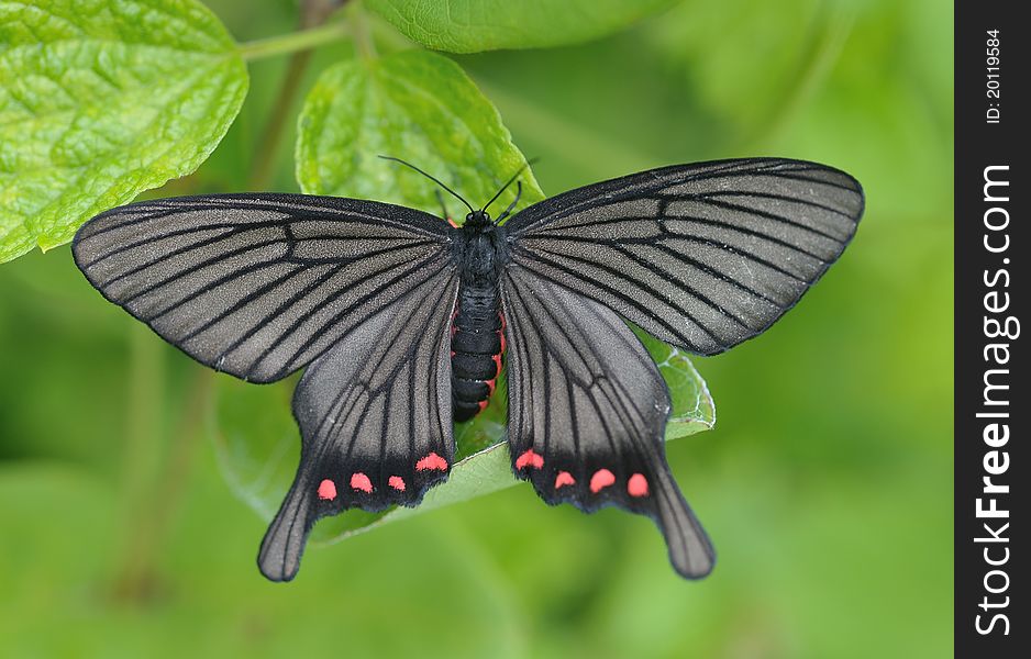 In June, photographs the Chinese Zhejiang Province, the elevation 750 meters. Takes the form of the swallowtail, the latter wing has a processus caudatus to get up, looks like the streamer, the body wing black, has, the white streak red, is very beautiful. The beak is developed, the lower jaw must be small, antenna double ctenoid. When the prosopon receives the disturbance, behind the forehead can secrete one kind of decadent mucilage, protects as a means. In June, photographs the Chinese Zhejiang Province, the elevation 750 meters. Takes the form of the swallowtail, the latter wing has a processus caudatus to get up, looks like the streamer, the body wing black, has, the white streak red, is very beautiful. The beak is developed, the lower jaw must be small, antenna double ctenoid. When the prosopon receives the disturbance, behind the forehead can secrete one kind of decadent mucilage, protects as a means.