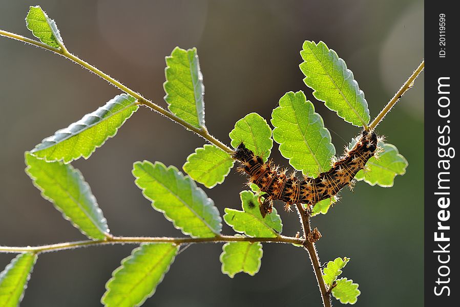 Larva butterfly