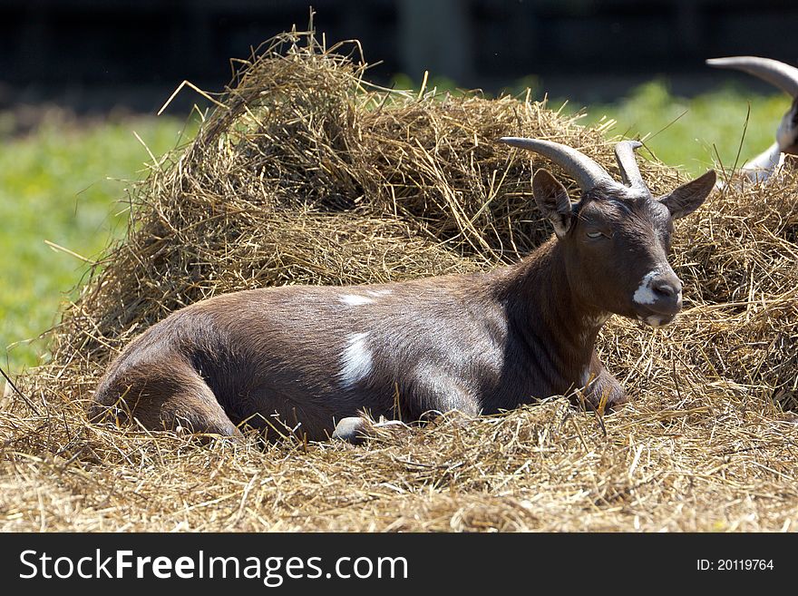 A goat lying around on hay. A goat lying around on hay