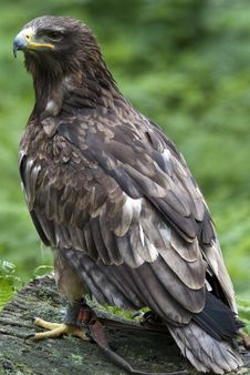 African Tawny Eagle Stock Photo African Tawny Eagle Stock Photo