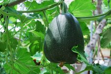 Big Green Pumkin Growing In A Vegetable Garden Stock Image Big Green Pumkin Growing In A Vegetable Garden Stock Image