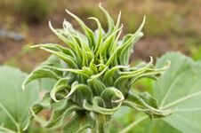 Sunflower Before Blooming Stock Photography Sunflower Before Blooming Stock Photography