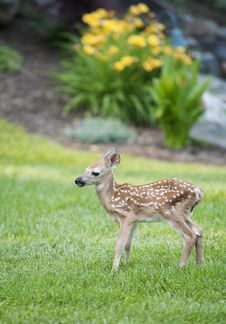 Spotted Fawn Stock Image