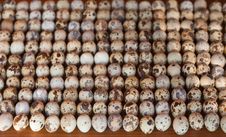 Quail Eggs Stock Image Quail Eggs Stock Image