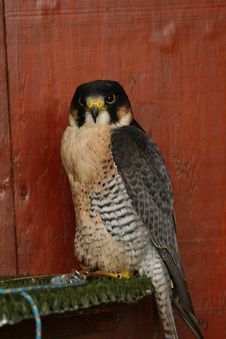 Female Peregrine Raptor At Rest Royalty Free Stock Photos Female Peregrine Raptor At Rest Royalty Free Stock Photos