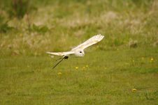 Barn Owl Bob Royalty Free Stock Images Barn Owl Bob Royalty Free Stock Images