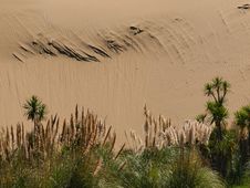 Sand Dune Background With Lush Vegetation Royalty Free Stock Photo Sand Dune Background With Lush Vegetation Royalty Free Stock Photo