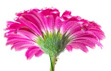 Pink Gerbera Stock Images