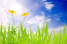 Green Grass Sky And Yellow Flower Stock Photography Green Grass Sky And Yellow Flower Stock Photography