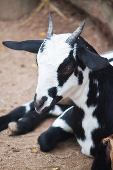Cute Of Goat Close Up Royalty Free Stock Photography