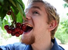 Teenage Boy Eating Cherries Off Of A Tree Stock Images Teenage Boy Eating Cherries Off Of A Tree Stock Images