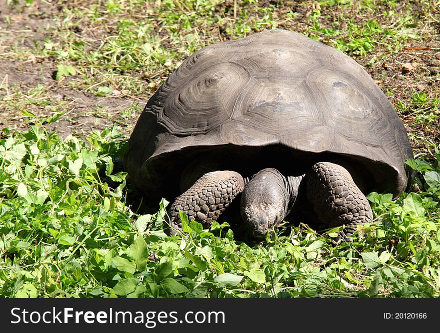 A giant turtle eating grass in zoo