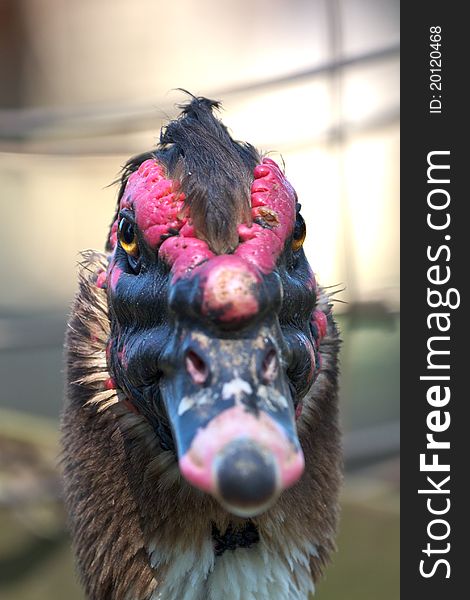 Close up shot of an adult Muscovy Duck head