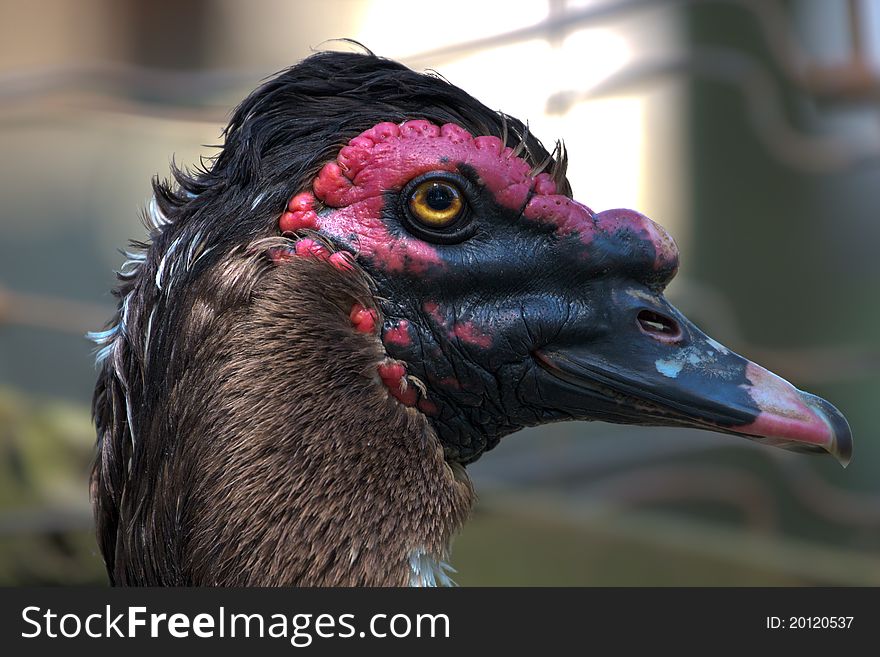 Close up shot of an adult Muscovy Duck head from the side