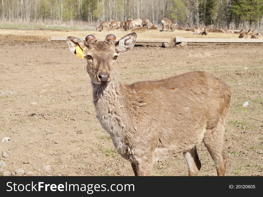 Young deer on the farm