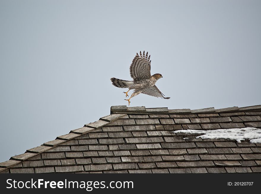 A Cooper's Hawk takes off from the top of a shingled roof in winter. A Cooper's Hawk takes off from the top of a shingled roof in winter