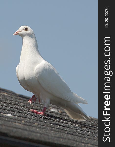 A white dove on a roof. A white dove on a roof