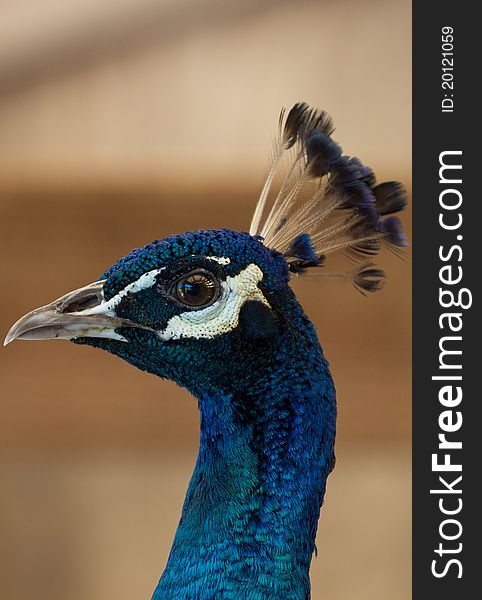 Close up shot of a male peacock head