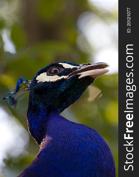 Male peacock
