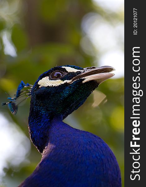 Close up shot of a male peacock head