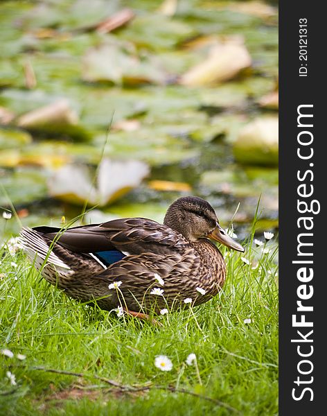 Stockente Duck resting in the grass at botanic garden