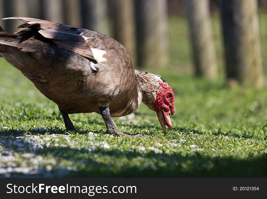 A hungry adult Muscovy Duck looking for food.