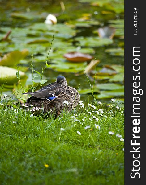 Stockente Duck resting in the grass at botanic garden in Dublin Ireland