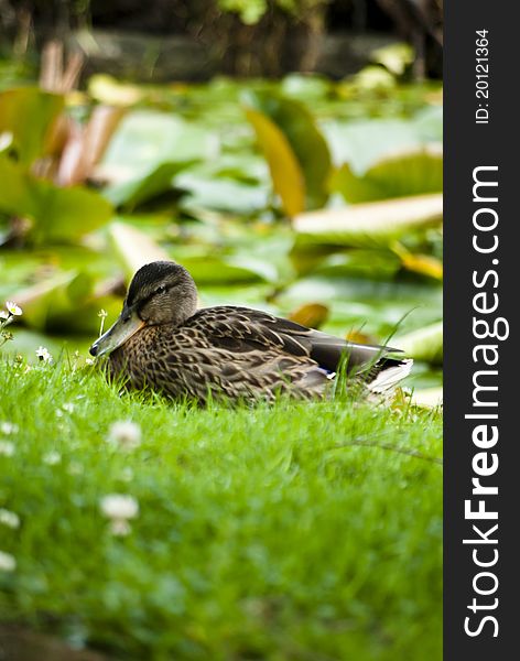 Stockente Duck resting in the grass at botanic garden in Dublin Ireland