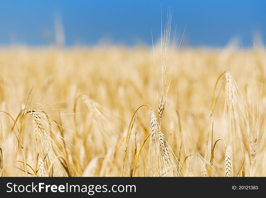 Close-up photo of yellow wheat stalks and field. Close-up photo of yellow wheat stalks and field